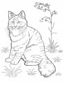 coloring_pages/cats/cats_ 15.jpg